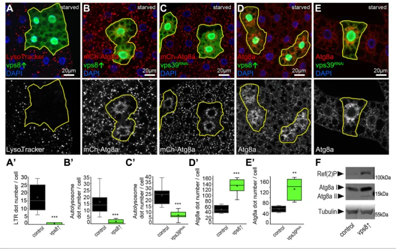 Figure supplement 1. Vps8 (miniCORVET) is dispensable for autophagy in starved fat cells.