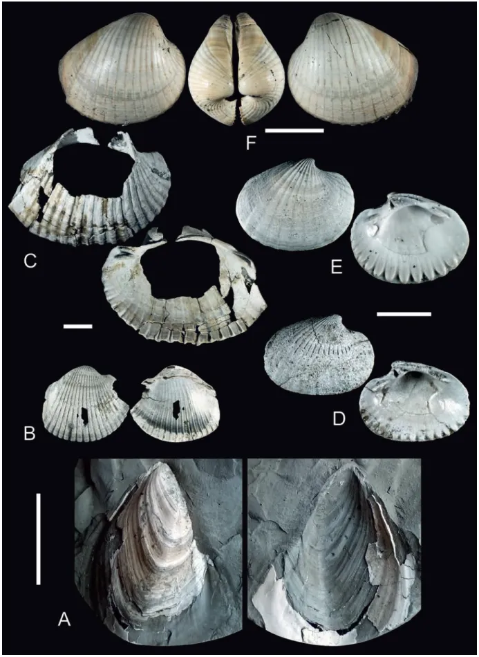 Figure 6. Stratigraphically important molluscs from the PAET cores 