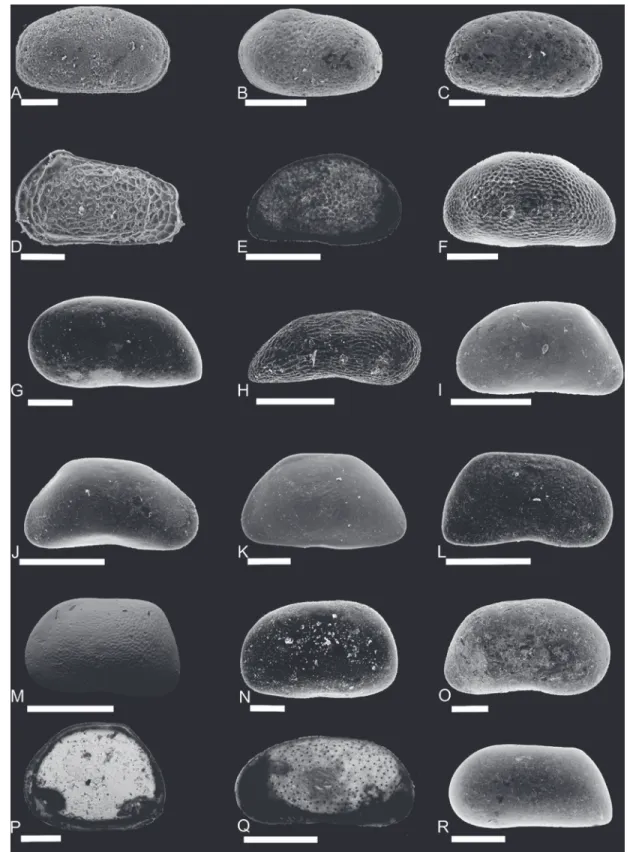 Figure 7. Stratigraphically important ostracods from the PAET cores (in lateral views) 