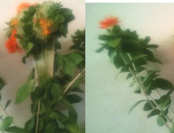 Fig. 1. Safflower fasciation symptoms (left) compared with healthy ones (right)