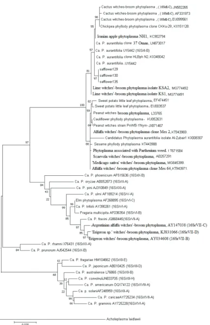 Fig. 2. Molecular Phylogenetic analysis by Maximum Likelihood method. The evolutionary history was  inferred by using the Maximum Likelihood method based on the Tamura-Nei model (Tamura and Nei,  1993)