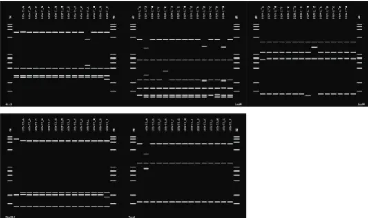 Fig. 3. Virtual RFLP patterns derived from in silico digestions of 16S rDNA (1.25 kbp fragments) from  the safflower fasciation phytoplasma and reference isolates of II group using key restriction  endonuclease enzymes: RsaI, MseI, AluI, HaeIII and TaqI