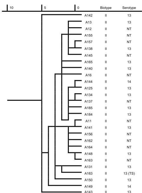 Fig. 2. Dendrogram based on the metabolic fingerprint of biotype II strains (n = 28).  