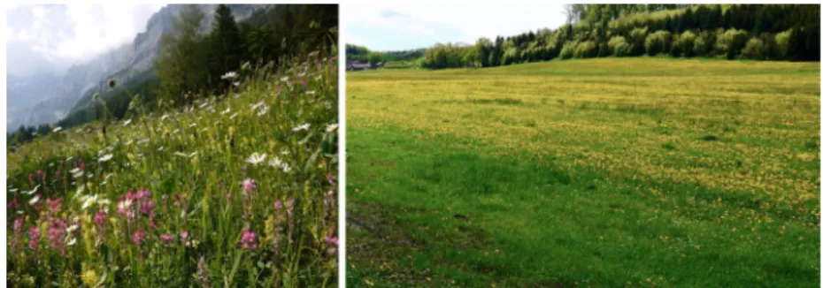 Fig. 2 Swiss grassland diversification. In Switzerland species rich semi-natural grasslands (left) can decline to a more species-poor state (right) if fertilized and mown frequently