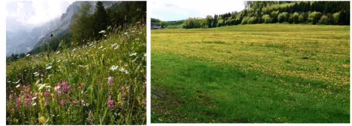 Figure  2.  Swiss  grassland  diversification.  In  Switzerland  many  species  rich  semi-natural 1259 