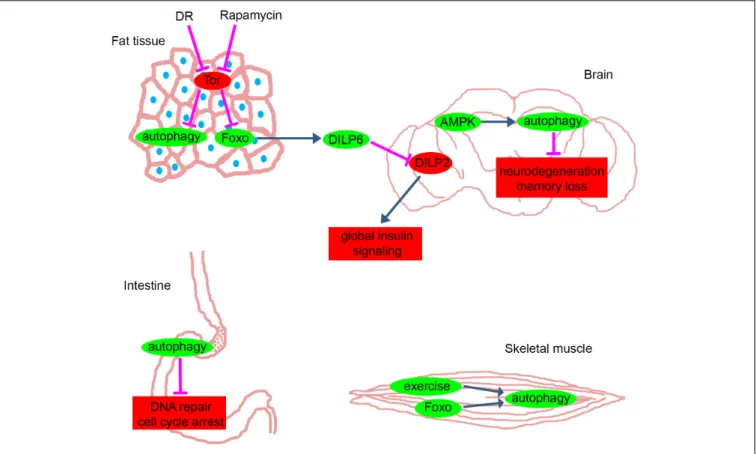 FIGURE 1 | Anti-aging pathways in different tissues of Drosophila. The main pathways and proteins that counteract with aging in fat tissue, brain, intestine and skeletal muscle of Drosophila