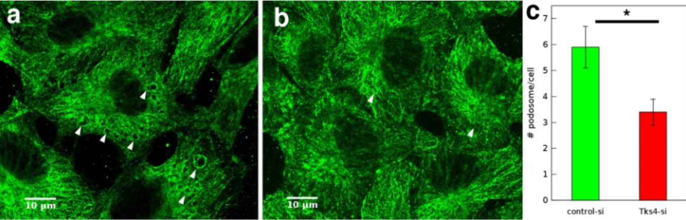 Figure 2.  Tks4 increases podosome formation in endothelial cells. (a,b) Representative MT1-MMP  immunofluorescence of HUVEC cells transfected with control-siRNA (a) or Tks4-siRNA (b) after treatment  with 80 nM PMA for 1 h