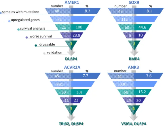 Figure 3. Overview of the gene selection process in tumor specimens containing AMER1, SOX9,  ACVR2A and ANK3 mutations