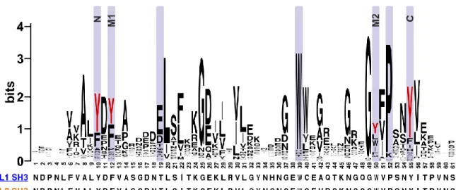 Figure  2.  Sequence  logo  representation  of  the  tyrosine  phosphorylated  human  SH3  domains