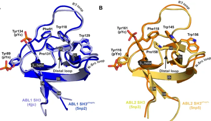 Figure 4. Comparison of the non-phosphorylated and phosphorylated SH3 domains. Structural alignment  of  (A)  ABL1  SH3 (light  blue,  PDB:  4JJC)  with  ABL1  SH3 pYn/pYc   (dark  blue,  PDB:5np2),  (B)  ABL2  SH3 (yellow, PDB:5np3) with  ABL2  SH3 pYn/pY