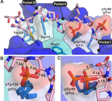 Figure  5.  Alignment  of  the  crystal  structure  of  ABL1  SH3 pYn/pYc   and  ABL1  SH3  in  complex  with  a  peptide ligand derived from 3BP-1 (PDB: 1ABO(14))