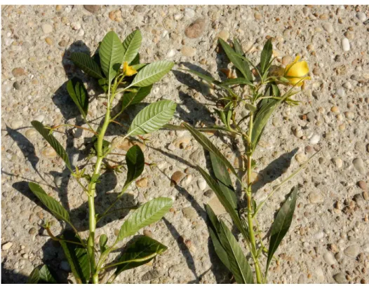 1. ábra A L. peploides (balra) és L. grandiflora (jobbra) Tatáról (Riezing N. felvétele)  Fig