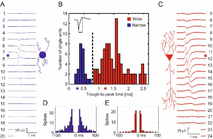 Figure  7  –  Clustering  results  of  putative  cell  types  based  on  their  recorded  extracellular  waveforms