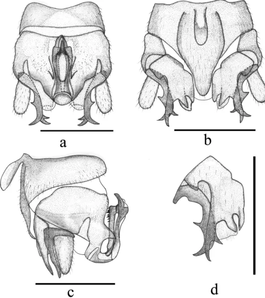 Figure 6.  Indonemoura quadrispina sp. n. (male) a terminalia, dorsal view b terminalia, ventral view  c terminalia, lateral view d right paraproct, ventral view