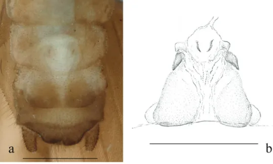 Figure 7. Indonemoura quadrispina sp. n. (female) a terminalia, ventral view b inner genitalia, dorsal  view