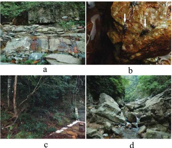 Figure 10. Habitats of Indonemoura from Guangxi a type locality of I. quadrata sp. n., Damingshan  N.N.R
