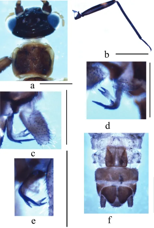 Figure 1. Indonemoura quadrata sp. n. (a–e male f female) a head and pronotum, dorsal view b hindleg,  lateral view c left paraproct, spines of outer lobe, ventral view d right paraproct, spines of outer lobe, ventral  view e right paraproct, spines of out