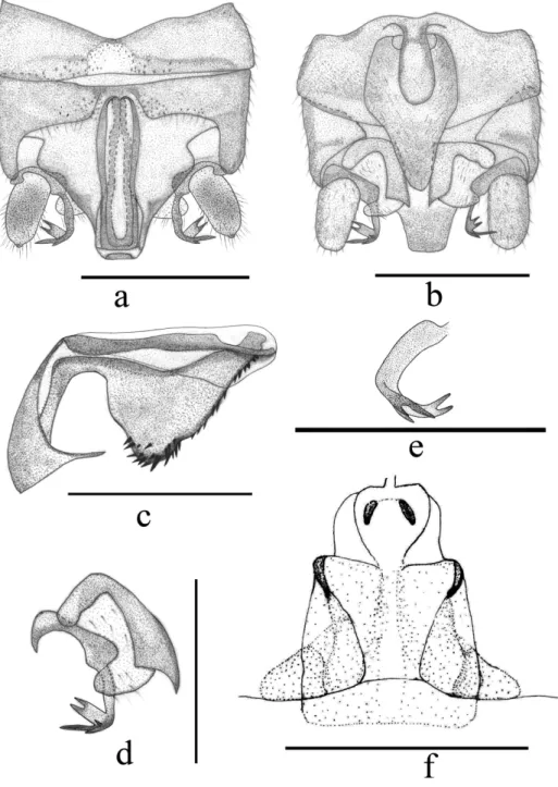 Figure 2. Indonemoura quadrata sp. n. (a–e male, f female) a terminalia, dorsal view b terminalia, ven- ven-tral view c epiproct, lateral view d right paraproct, venven-tral view e right paraproct, spines of outer lobe,  lateral view f inner genitalia, dor