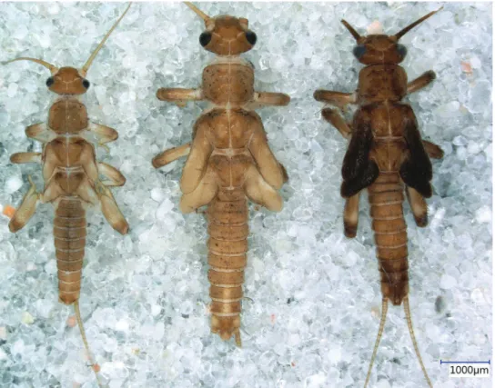Figure 3. Indonemoura quadrata sp. n. penultimate, ultimate, and pharate male larvae (from left to right).
