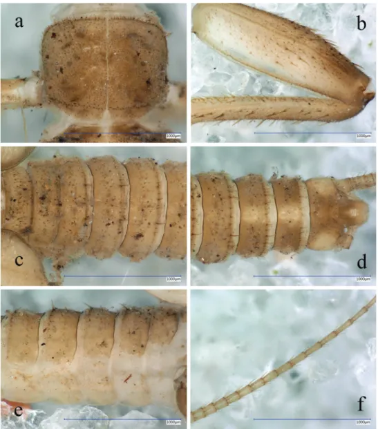 Figure 4.  Indonemoura quadrata sp. n. matured larvae  a  pronotum, dorsal view  b  left hind leg, outer  face  c  terga I–V , dorsal view  d  male terminalia, dorsal view  e  terga I–V , lateral view  f  cercomeres 10–22,  dorsal view.