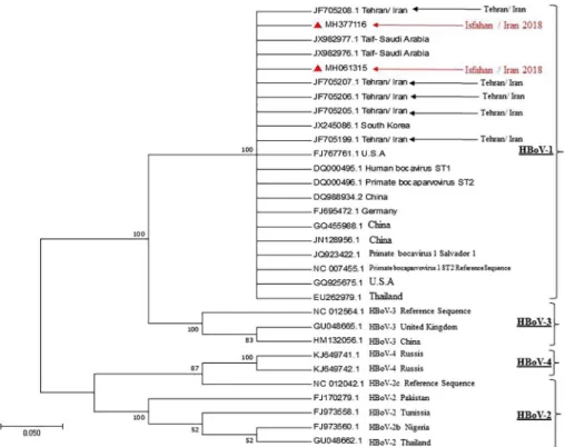 Figure 4. Phylogenetic tree based on gene sequences encoding the HBoV polyprotein NP1 of HBoV isolates