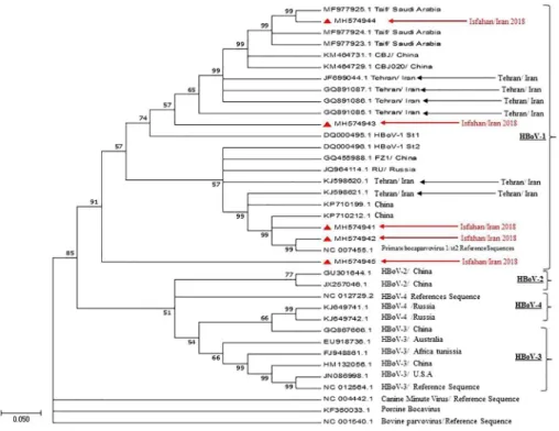 Figure 5. Phylogenetic tree constructed from the VP1/VP2 gene sequences of HBoV strains from respiratory samples