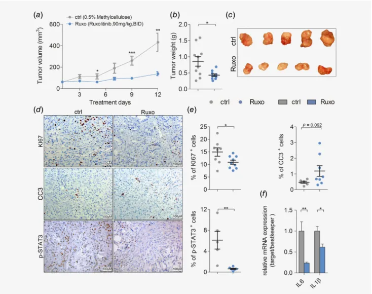 Figure 2 . JAK inhibition impairs growth of human K-RAS-mutated lung AC cells in vivo