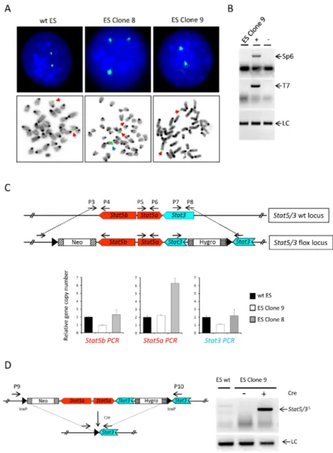 Figure 2. Identification of correctly targeted ES cells. (A) FISH analysis of wt ES cells and clones 8 and 9 using the RPCI-23-362J7 BAC as a probe showing that clone 9 has undergone correct homologous