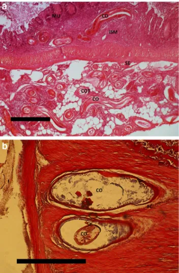 Fig. 1 a Fourth intestinal segment of the common bream including the peritoneum heavily infected with Contracaecum rudolphii larvae