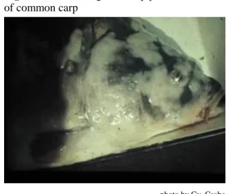 Figure 5. Clinical signs of carp pox on the head  of common carp