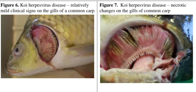 Figure 6. Koi herpesvirus disease – relatively  mild clinical signs on the gills of a common carp