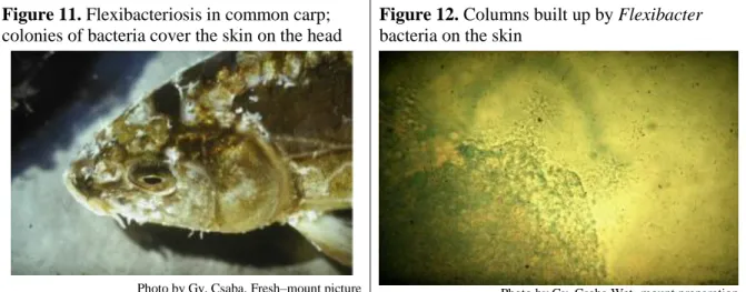 Figure 11. Flexibacteriosis in common carp; 
