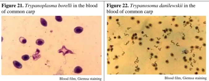 Figure 21. Trypanoplasma borelli in the blood  of common carp