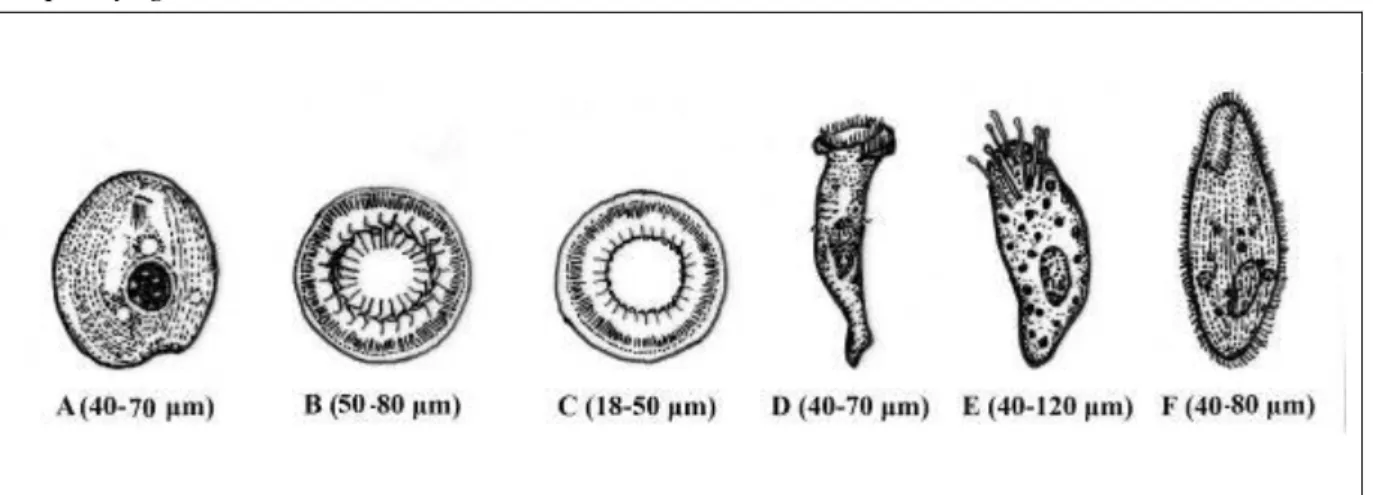 Figure 23. Ciliate parasites of fish. A) Chilodonella piscicola, B) Trichodina sp., C)  Trichodinella sp., D) Apiosoma sp., E) Capriniana piscium, F) Balantidium 