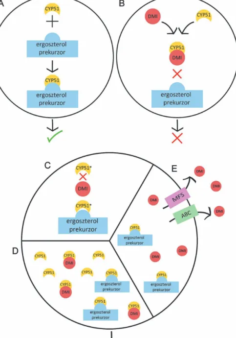 1. ábra. Ergoszterol bioszintézis és a DMI-fungicidekkel szembeni rezisztencia lehetséges mechanizmusai A