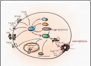 Fig. 1 Backbone of necroptosis signaling. Various extra - or intracellular signals activates the RIPK3 protein directly or through RIPK1