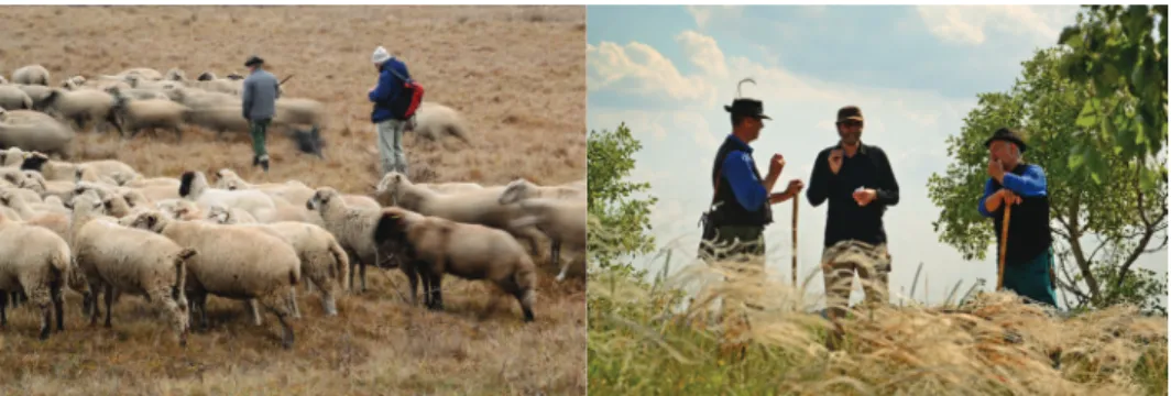 1. ábra: Közös tudásalkotás pásztorokkal (képek forrása: Molnár Ábel, Hajdúsámson, 2014, illet- illet-ve Kunpeszér, 2016)