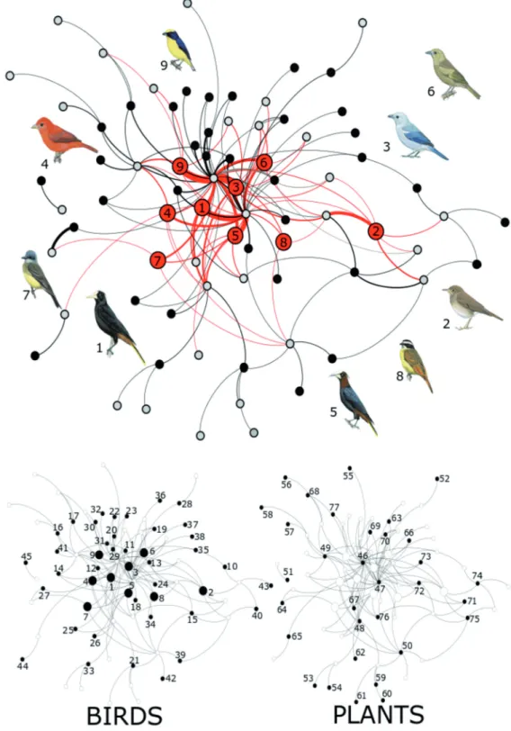 Figure 1. Plant-frugivore interaction network observed in the forest fragment. Gray nodes represent the plants, black nodes the birds,  and nodes with inner numbers emphasize the birds with the highest centrality values