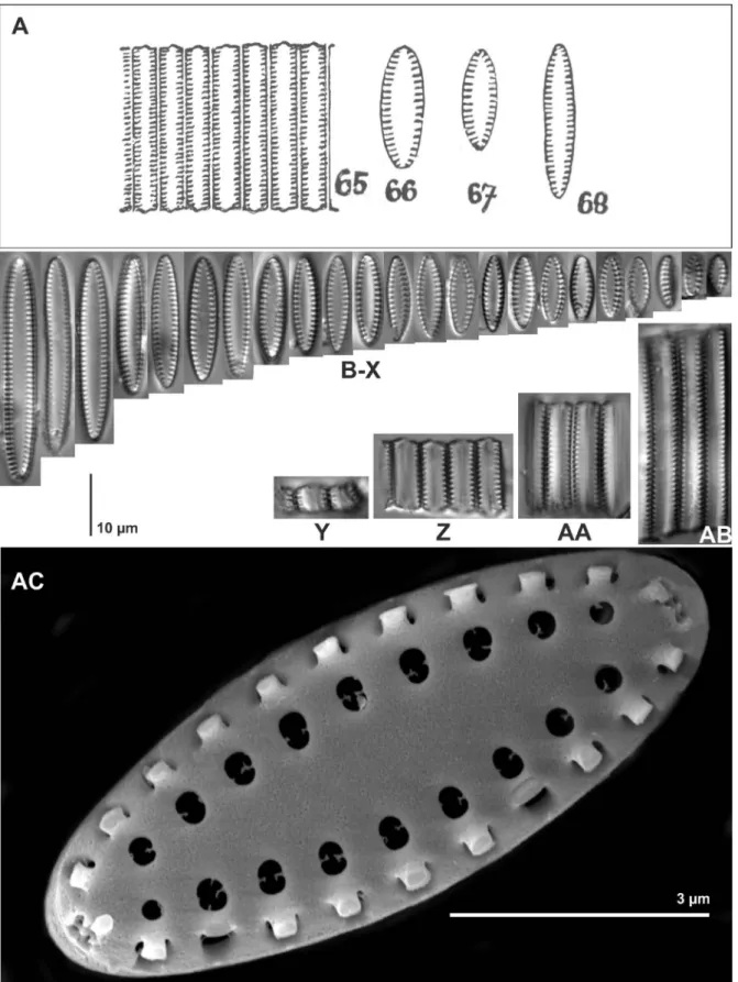 Figure 3 –  Pseudostaurosira linearis, drawings, LM and SEM depictions from the fossil Lutila material, Slovakia: A, reproduction of  Pantocsek’s original drawings (1913: p