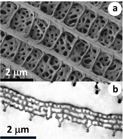 Figure 1. Electron micrographs of the scales on the ventral wing surface of an Albulina metallica male.