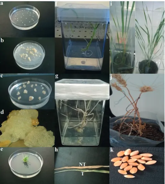 Figure 1. Different phases of transgenic plant development derived from the bread wheat genotypes ‘Amal’ and 