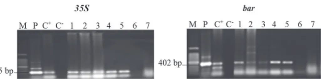 Figure 2. Amplification products obtained from a PCR of genomic DNA of T 0  transgenic bread wheat plants  with  35S and bar gene specific primers which successfully amplified the expected 195 bp and 402 bp gene  fragment
