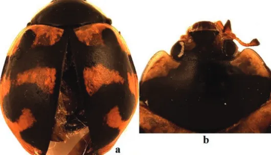 Fig. 1. Coccinella leonina transversalis. a) dorsal view of adult; b) dorsal view of pronotum and head