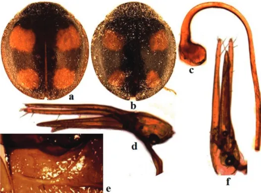 Fig. 4. Pharoscymnus horni. a-b) dorsal view of adult; a) younger individual; b) older individual;  