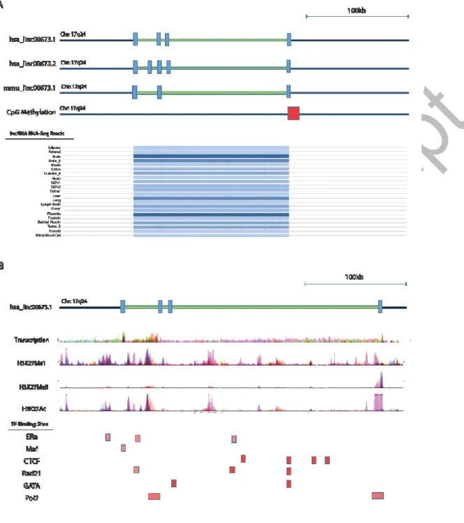Figure 3: Genomic analysis of the ERRLR01 gene region and the regulatory factors that interact with  ERRLR01     g  h   C C        b                                                     gh  (5’    )          (3’    )  (A) ERRLR01.1 is a 4-exon gene conserve