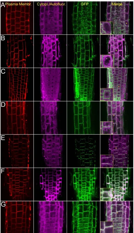Figure 2. Intracellular localization of the AtCRK-eGFP fusion proteins. AtCRK protein localization in  root  cells  of  transgenic  Arabidopsis  plants  expressing  the  pCaMV35S::CRK-eGFP  gene  constructs