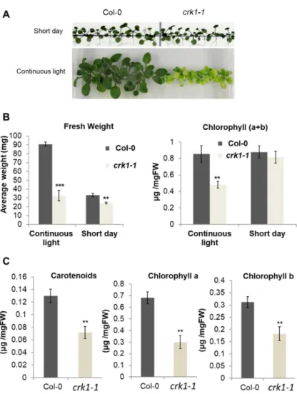 Figure 6. Light sensitivity of the Atcrk1-1 mutant plants. (A) Images of 3-week old wild type (Col-0)  and  mutant  (crk1-1)  plantlets  grown  on  vertical  plates  under  continuous  light  or  short  day  illumination; (B) Fresh weight and chlorophyll a
