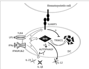 FigUre 7 | Schematic model depicting signaling lymphocyte activation  molecule family (SLAMF) 5-mediated modulation of autophagy and cytokine  production in monocyte-derived dendritic cells (moDCs) via stabilization of  interferon regulatory factor 8 (IRF8