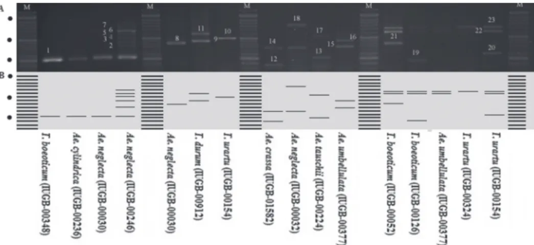 Figure 1. Panel A: image of agarose gel electrophoretic separation of the PCR products