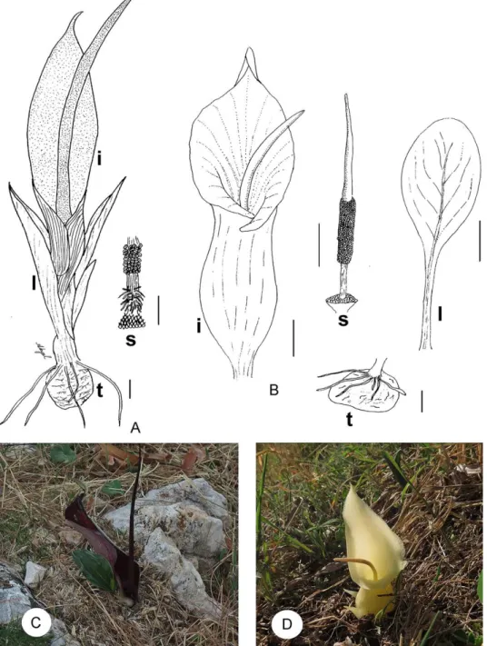Fig. 1. Details and general appearance in natural habitat of Biarum pyrami var. pyrami (A, C)  and B
